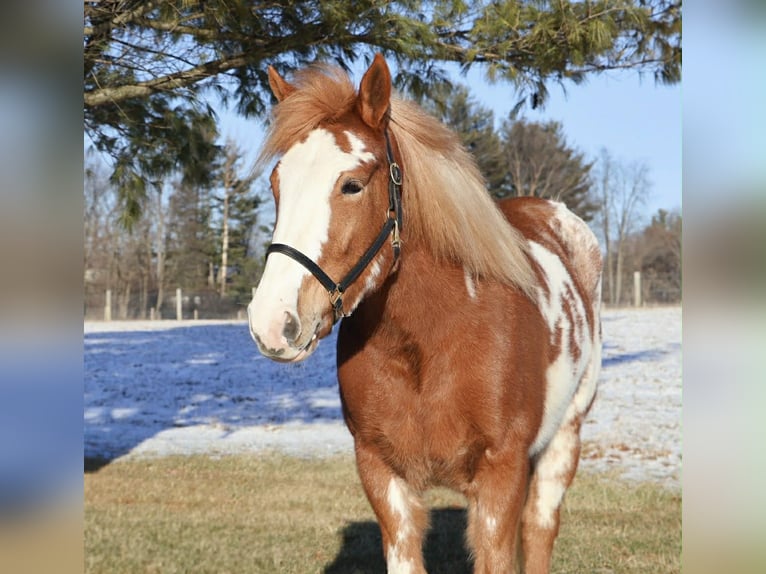 Tinker Jument 4 Ans 145 cm Pinto in Howell