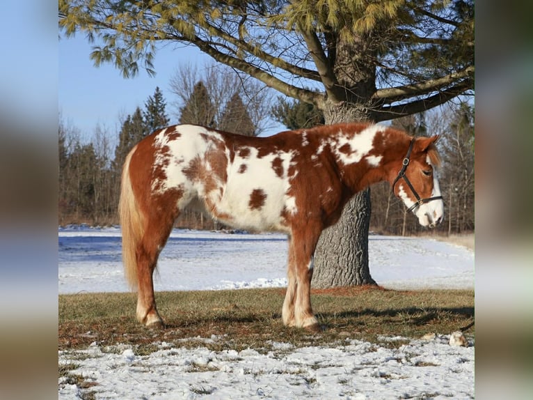 Tinker Jument 4 Ans 145 cm Pinto in Howell
