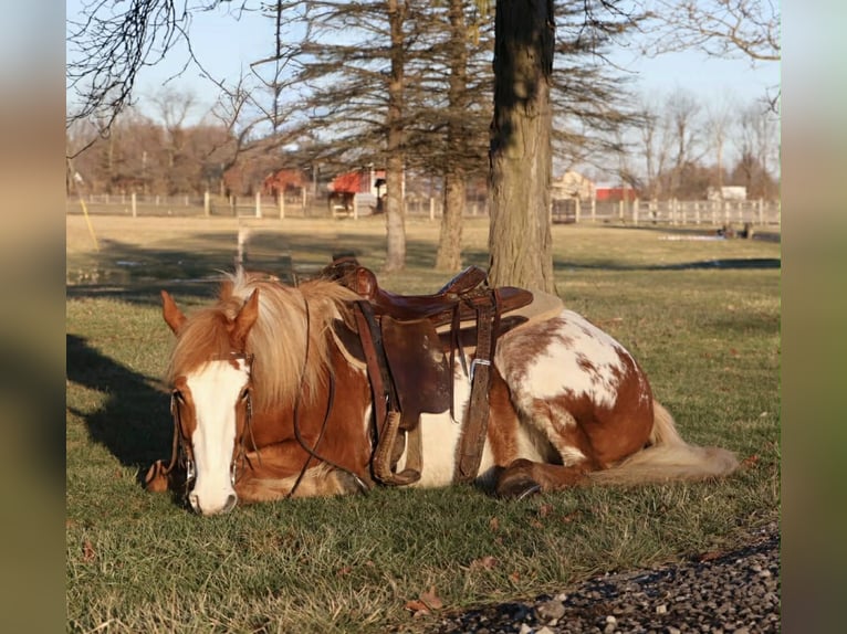 Tinker Jument 4 Ans 145 cm Pinto in Howell