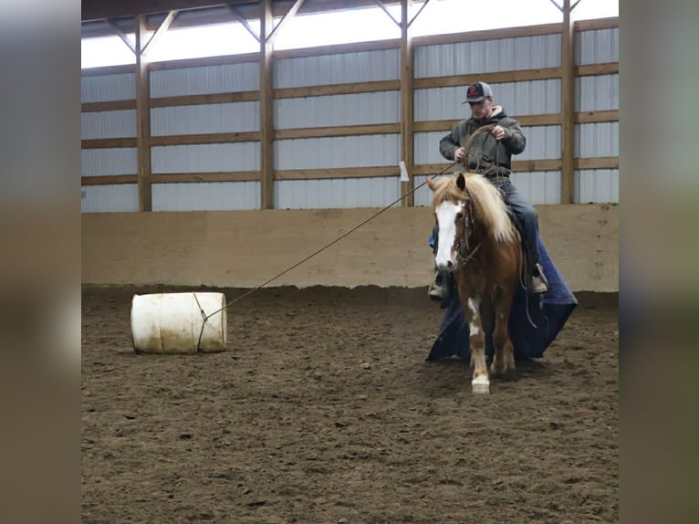 Tinker Jument 4 Ans 145 cm Pinto in Howell