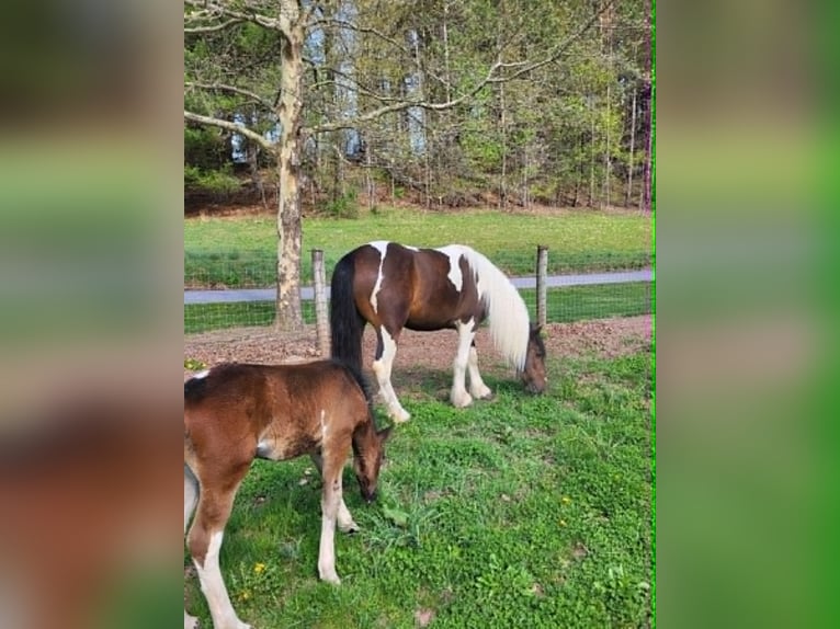 Tinker Jument 4 Ans 145 cm Tobiano-toutes couleurs in New Ringgold