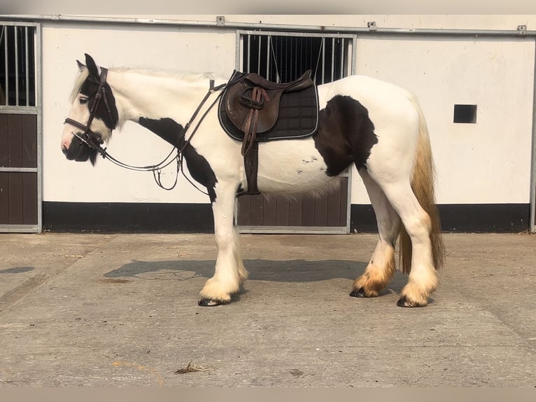 Tinker Jument 4 Ans 151 cm Pinto in Morsbach