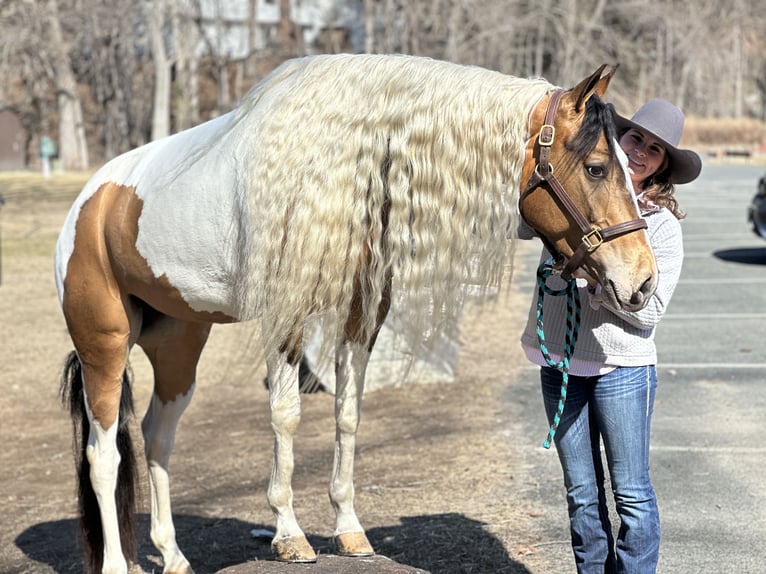 Tinker Croisé Jument 4 Ans 155 cm in Granby, CT