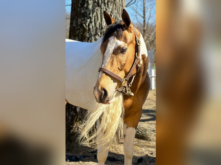 Tinker Croisé Jument 4 Ans 155 cm in Granby, CT