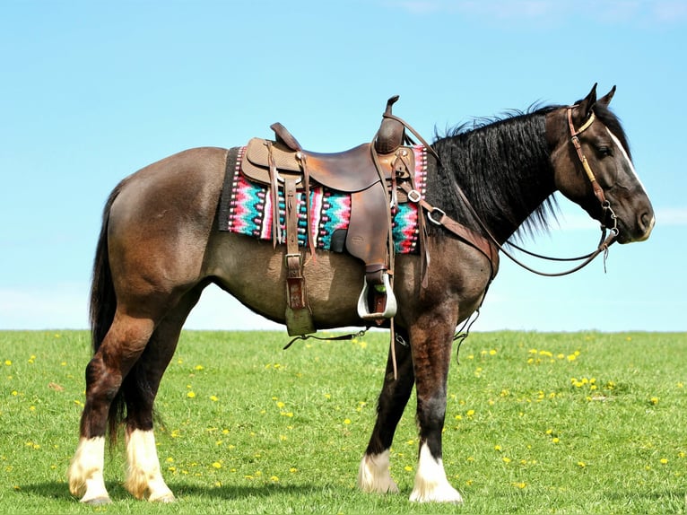 Tinker Croisé Jument 4 Ans Grullo in Rebersburg
