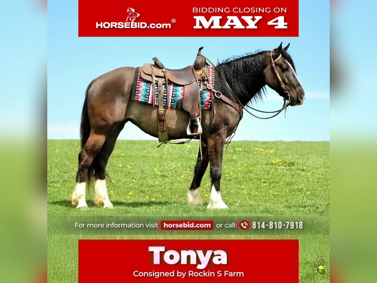 Tinker Croisé Jument 4 Ans Grullo in Rebersburg