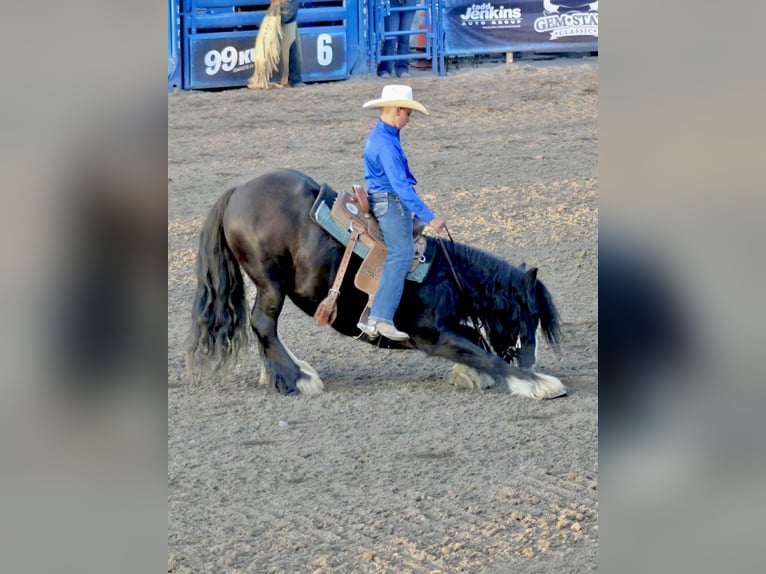 Tinker Jument 4 Ans Noir in Rigby