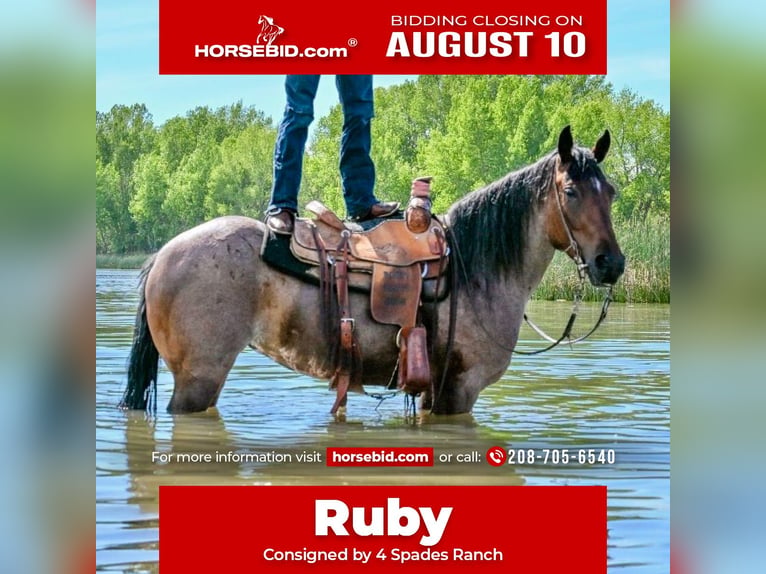Tinker Croisé Jument 4 Ans Roan-Bay in Rigby