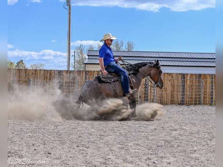 Tinker Croisé Jument 4 Ans Roan-Bay in Rigby