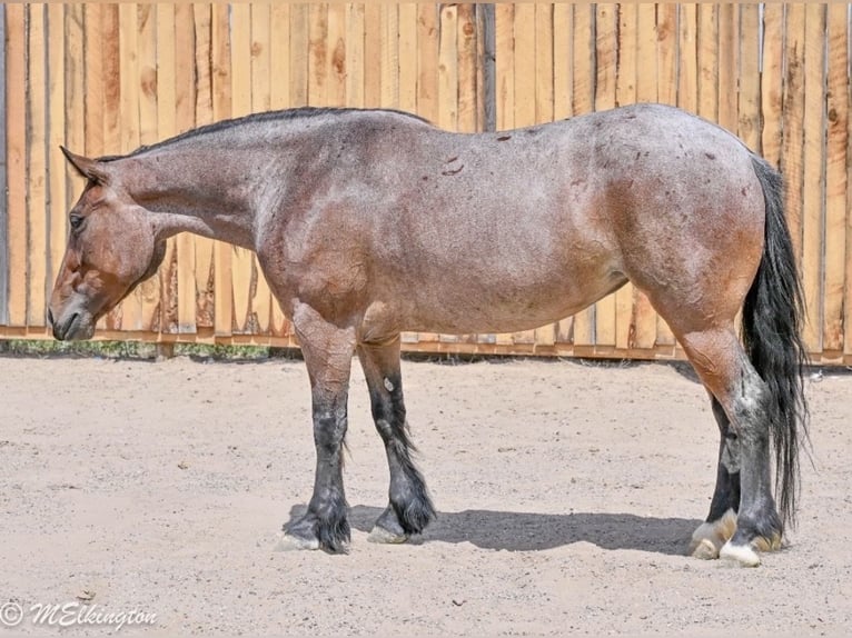 Tinker Croisé Jument 4 Ans Roan-Bay in Rigby