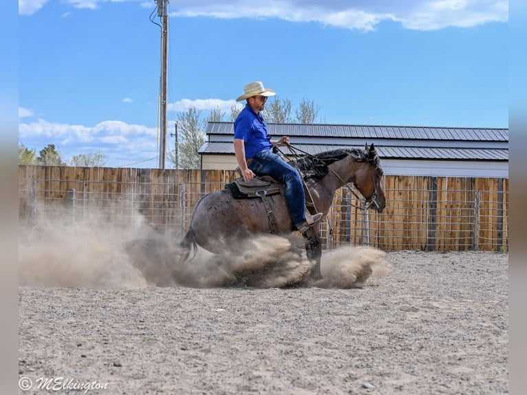 Tinker Croisé Jument 4 Ans Roan-Bay in Rigby