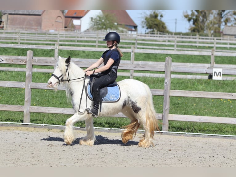 Tinker Jument 5 Ans 122 cm Pinto in Pepingen