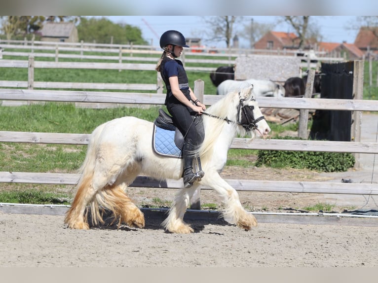 Tinker Jument 5 Ans 122 cm Pinto in Pepingen