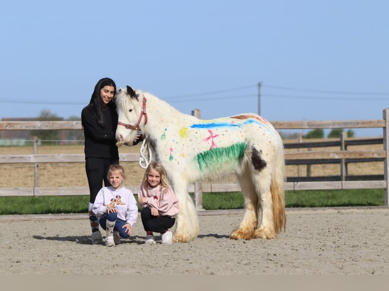 Tinker Jument 5 Ans 122 cm Pinto in Pepingen