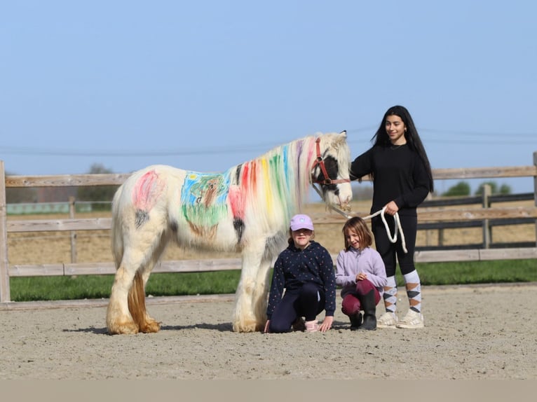 Tinker Jument 5 Ans 122 cm Pinto in Pepingen