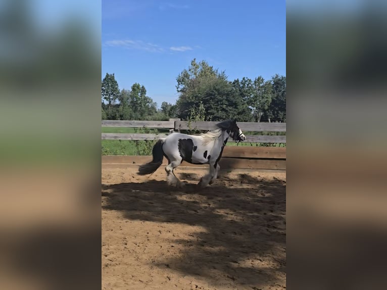 Tinker Jument 5 Ans 125 cm Pinto in Landsberied