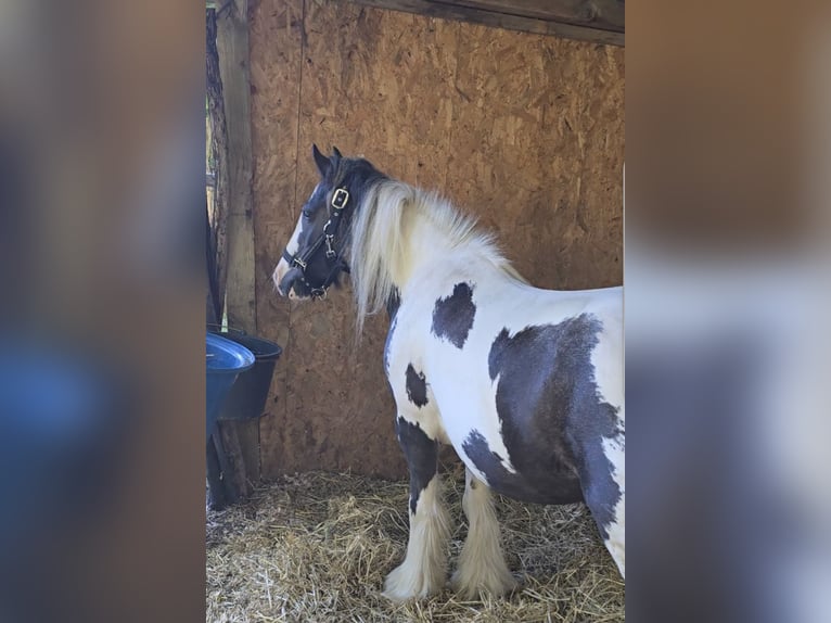 Tinker Jument 5 Ans 125 cm Pinto in Landsberied