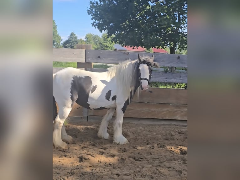 Tinker Jument 5 Ans 125 cm Pinto in Landsberied