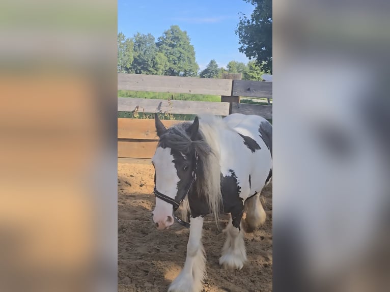Tinker Jument 5 Ans 125 cm Pinto in Landsberied