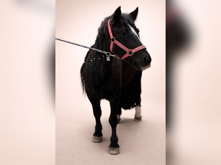 Tinker Jument 5 Ans 127 cm Noir in WeyheWeyhe
