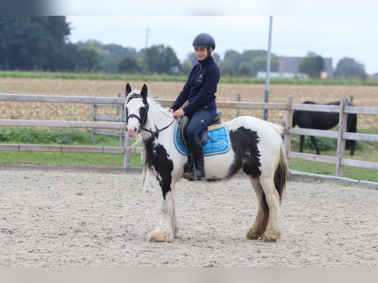 Tinker Jument 5 Ans 127 cm Pinto in Bogaarden