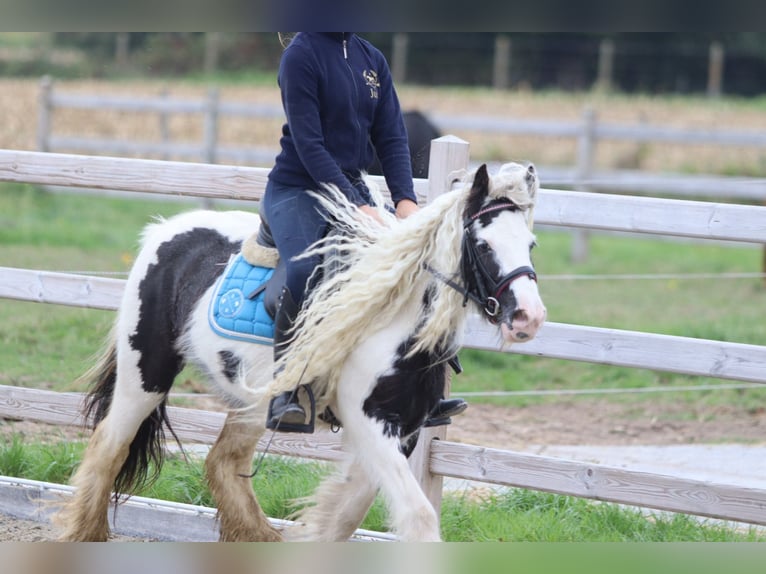 Tinker Jument 5 Ans 127 cm Pinto in Bogaarden