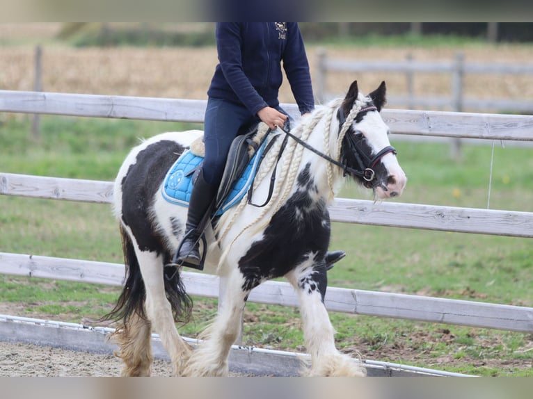 Tinker Jument 5 Ans 127 cm Pinto in Bogaarden