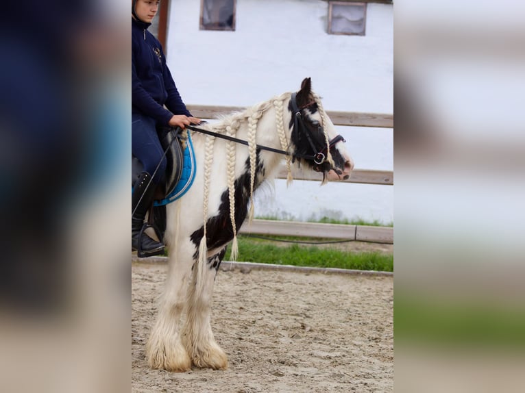 Tinker Jument 5 Ans 127 cm Pinto in Bogaarden