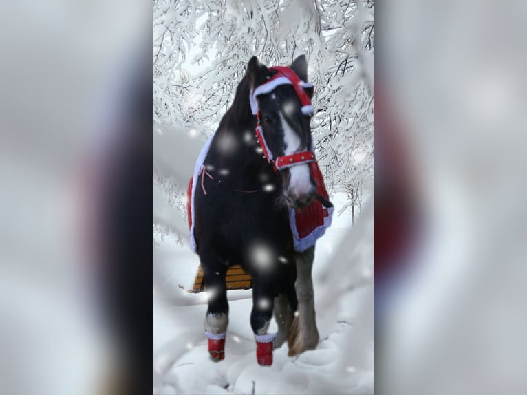 Tinker Jument 5 Ans 128 cm Noir in Velpke