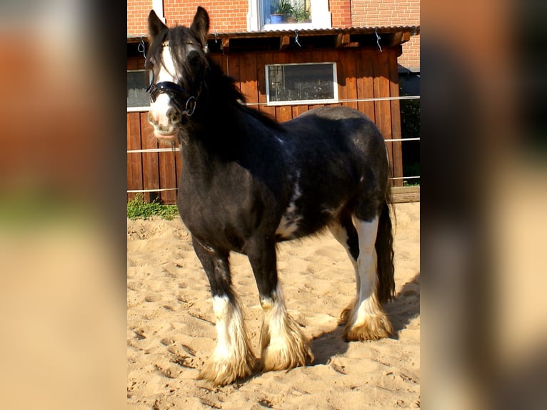 Tinker Jument 5 Ans 128 cm Noir in Velpke