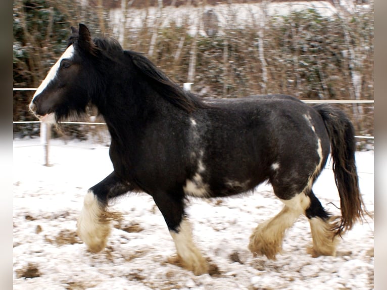 Tinker Jument 5 Ans 128 cm Noir in Velpke