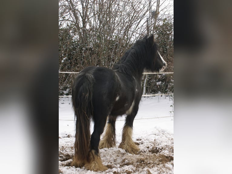 Tinker Jument 5 Ans 128 cm Noir in Velpke