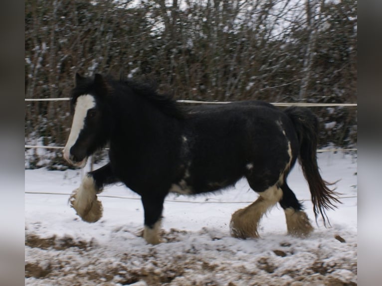 Tinker Jument 5 Ans 128 cm Noir in Velpke