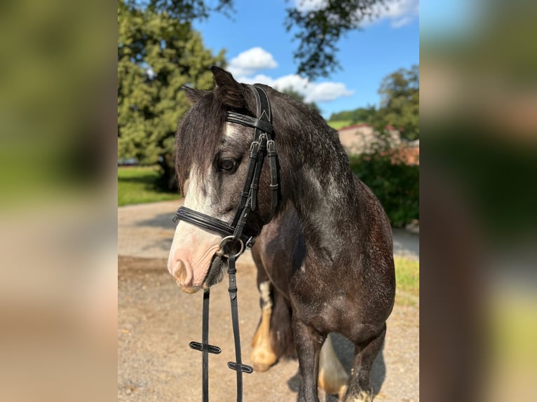 Tinker Croisé Jument 5 Ans 130 cm Noir in Kirchberg