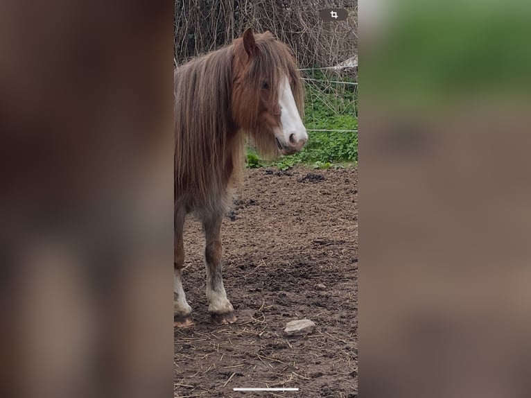 Tinker Jument 5 Ans 132 cm in Norderstedt
