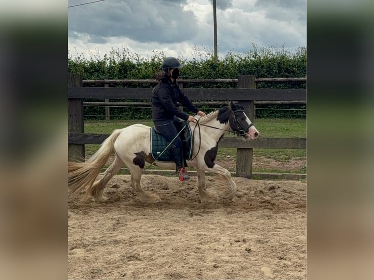 Tinker Jument 5 Ans 132 cm Pinto in Daleiden