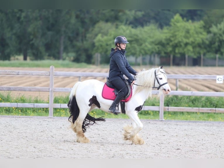 Tinker Jument 5 Ans 132 cm Pinto in Pepingen