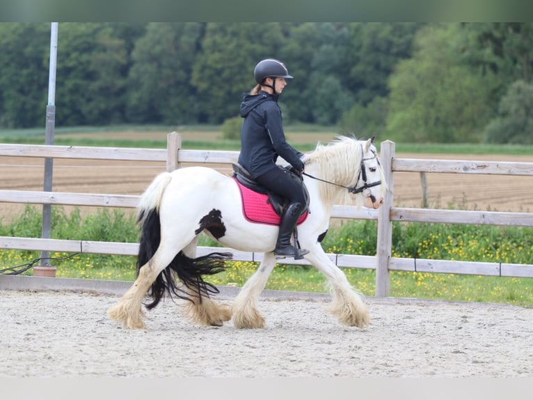 Tinker Jument 5 Ans 132 cm Pinto in Pepingen