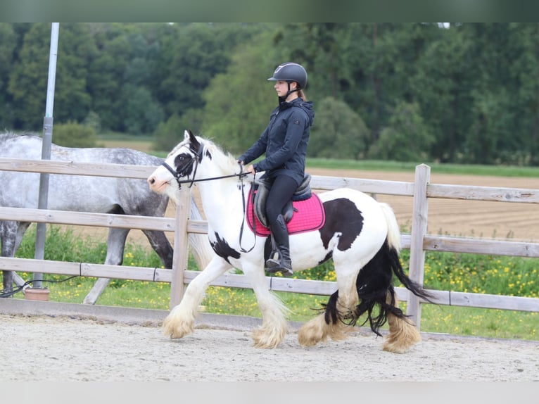 Tinker Jument 5 Ans 132 cm Pinto in Pepingen