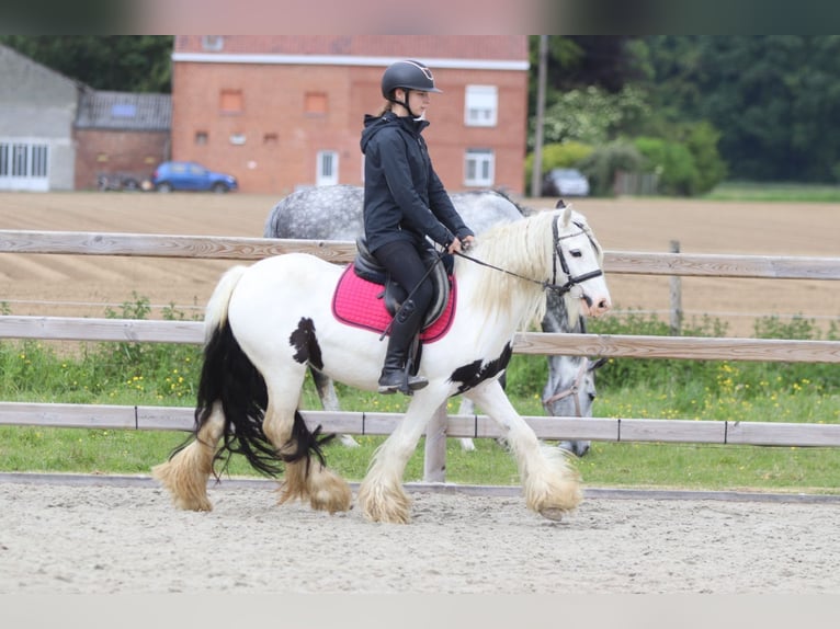 Tinker Jument 5 Ans 132 cm Pinto in Pepingen