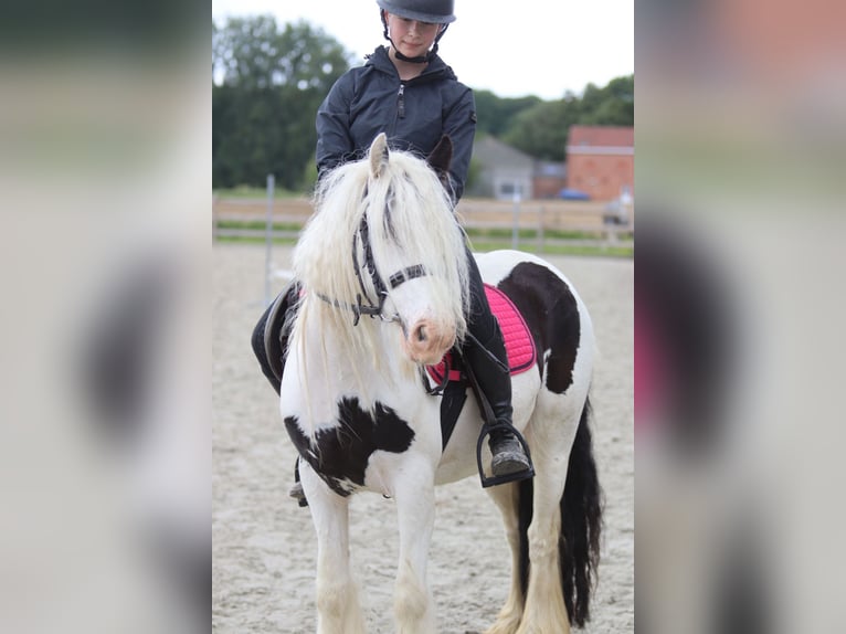 Tinker Jument 5 Ans 132 cm Pinto in Pepingen