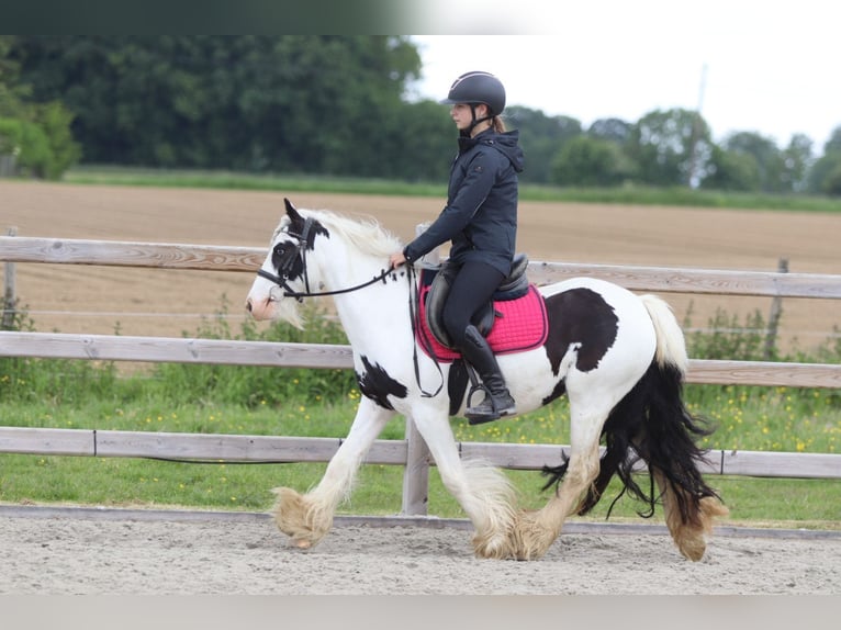 Tinker Jument 5 Ans 132 cm Pinto in Pepingen