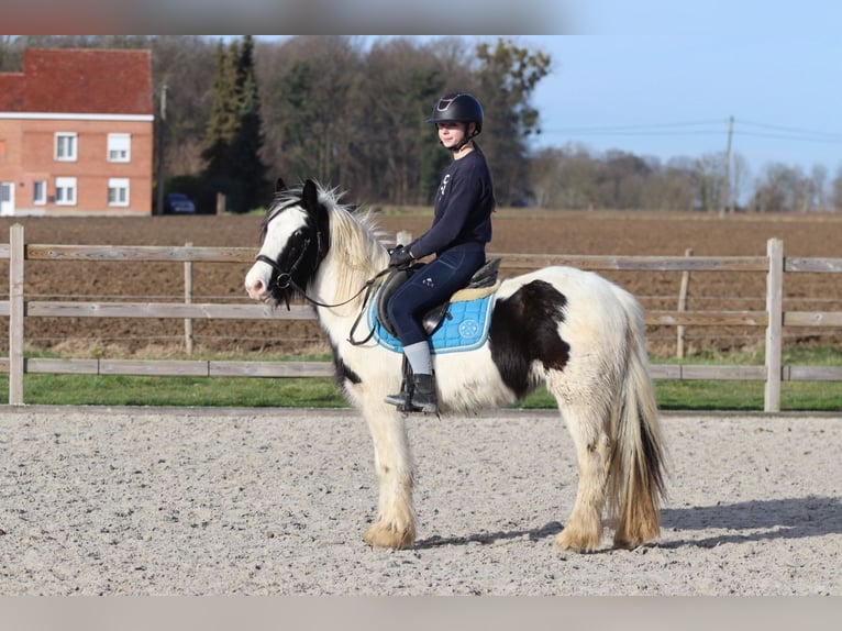 Tinker Jument 5 Ans 133 cm Pinto in Bogaarden