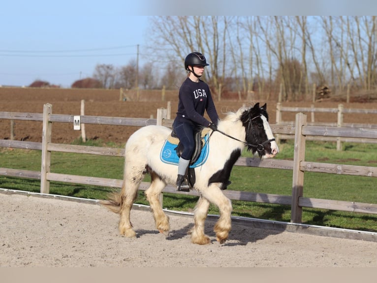 Tinker Jument 5 Ans 133 cm Pinto in Bogaarden