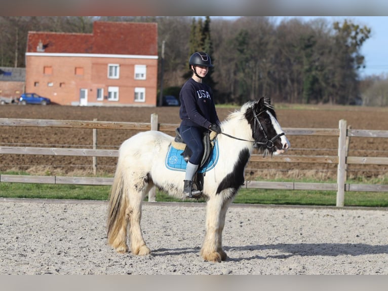 Tinker Jument 5 Ans 133 cm Pinto in Bogaarden