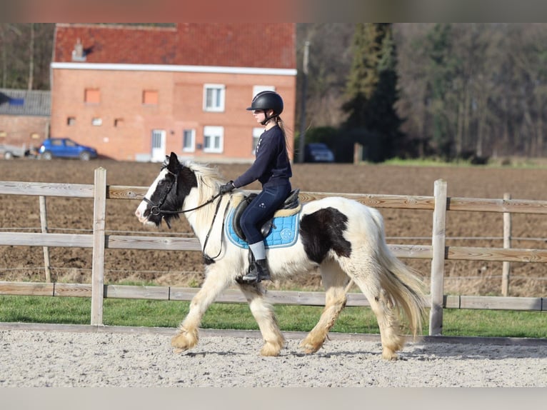 Tinker Jument 5 Ans 133 cm Pinto in Bogaarden