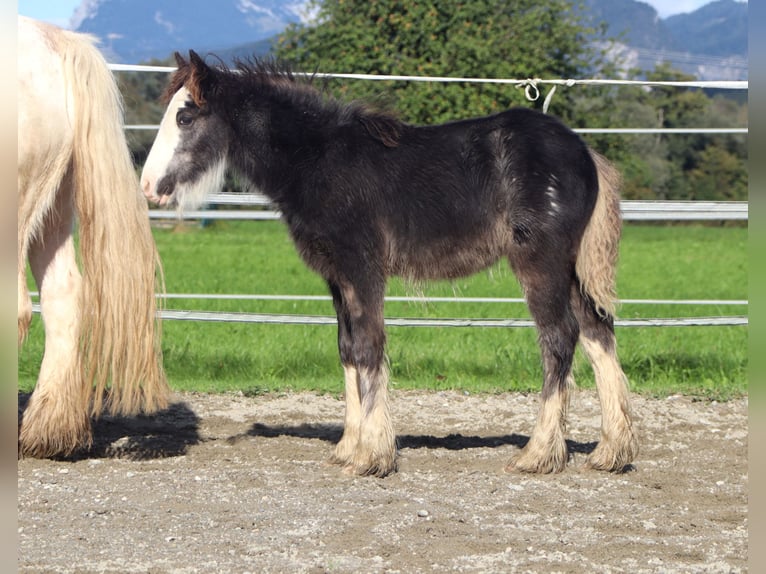Tinker Jument 5 Ans 133 cm Sabino in Kirchbichl