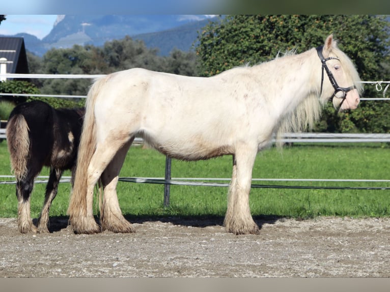 Tinker Jument 5 Ans 133 cm Sabino in Kirchbichl