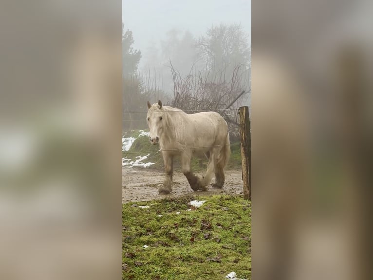 Tinker Jument 5 Ans 140 cm Palomino in Halver