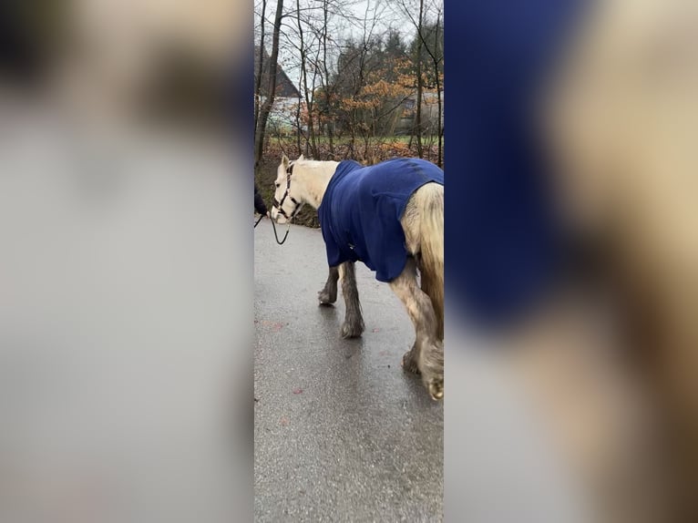 Tinker Jument 5 Ans 140 cm Palomino in Halver